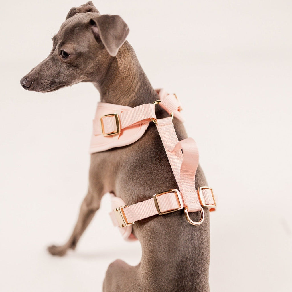 Fur Elise On-the-Go Walk Set - Rose